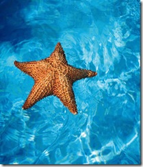 Sea_Star