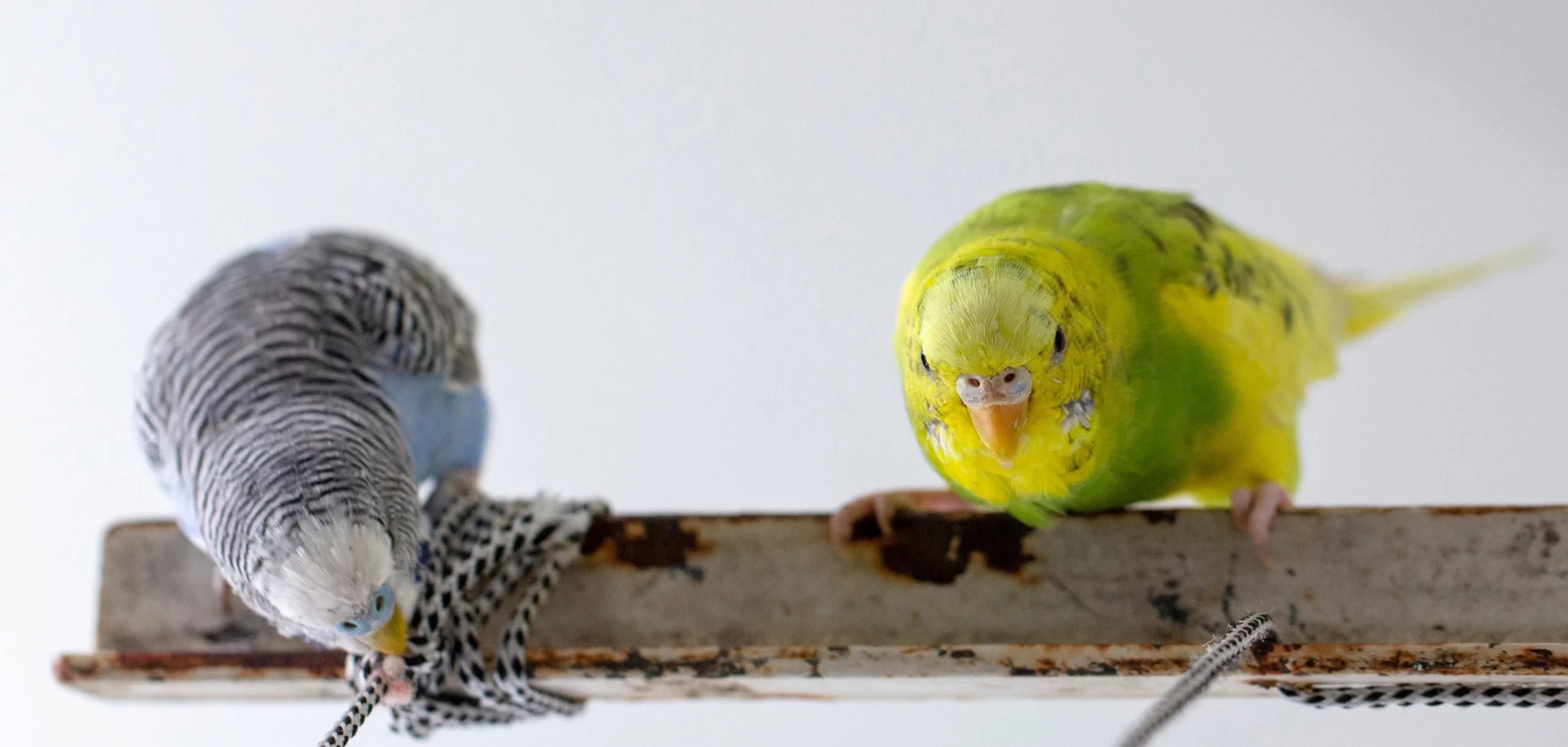 Budgies