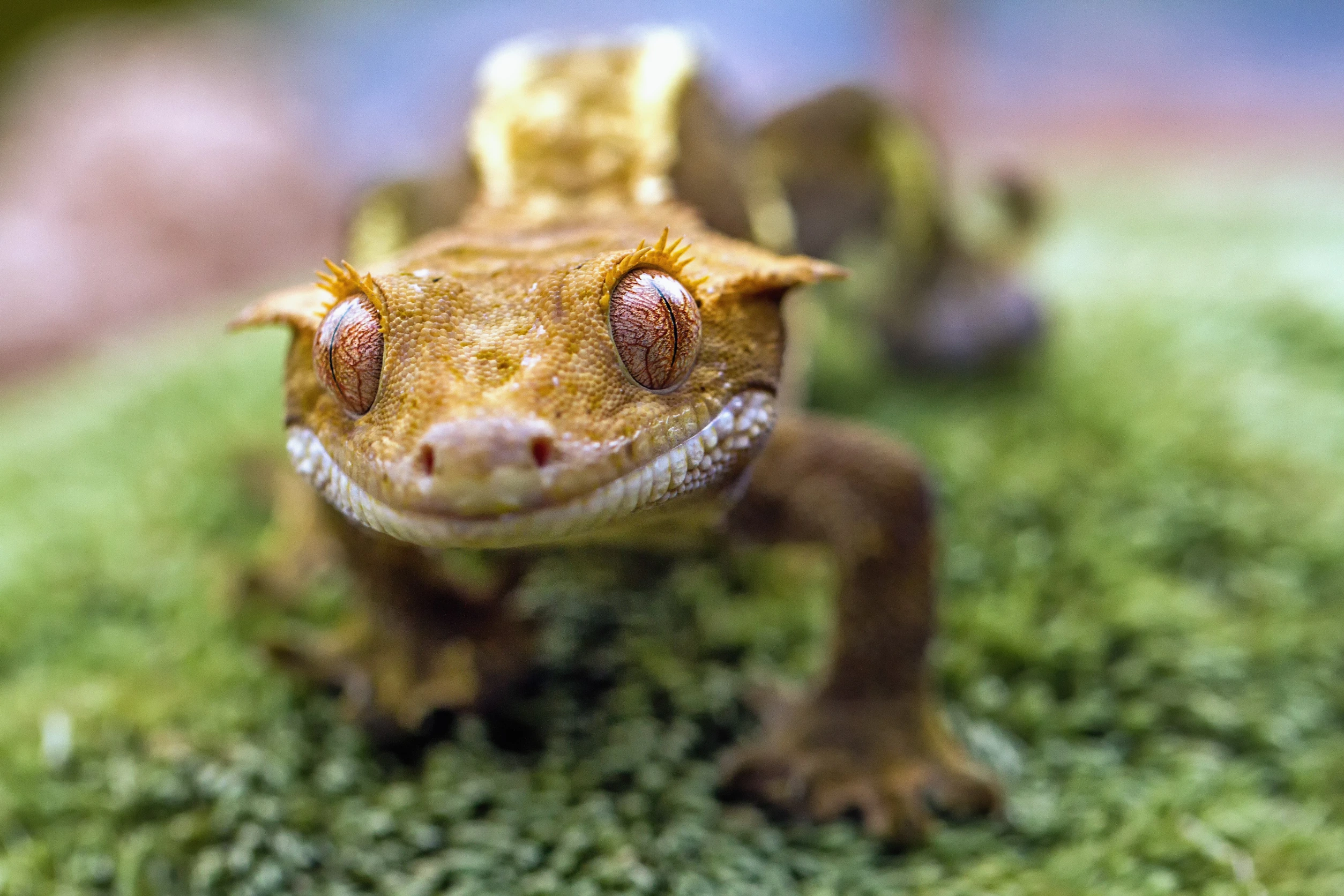 crested Gecko