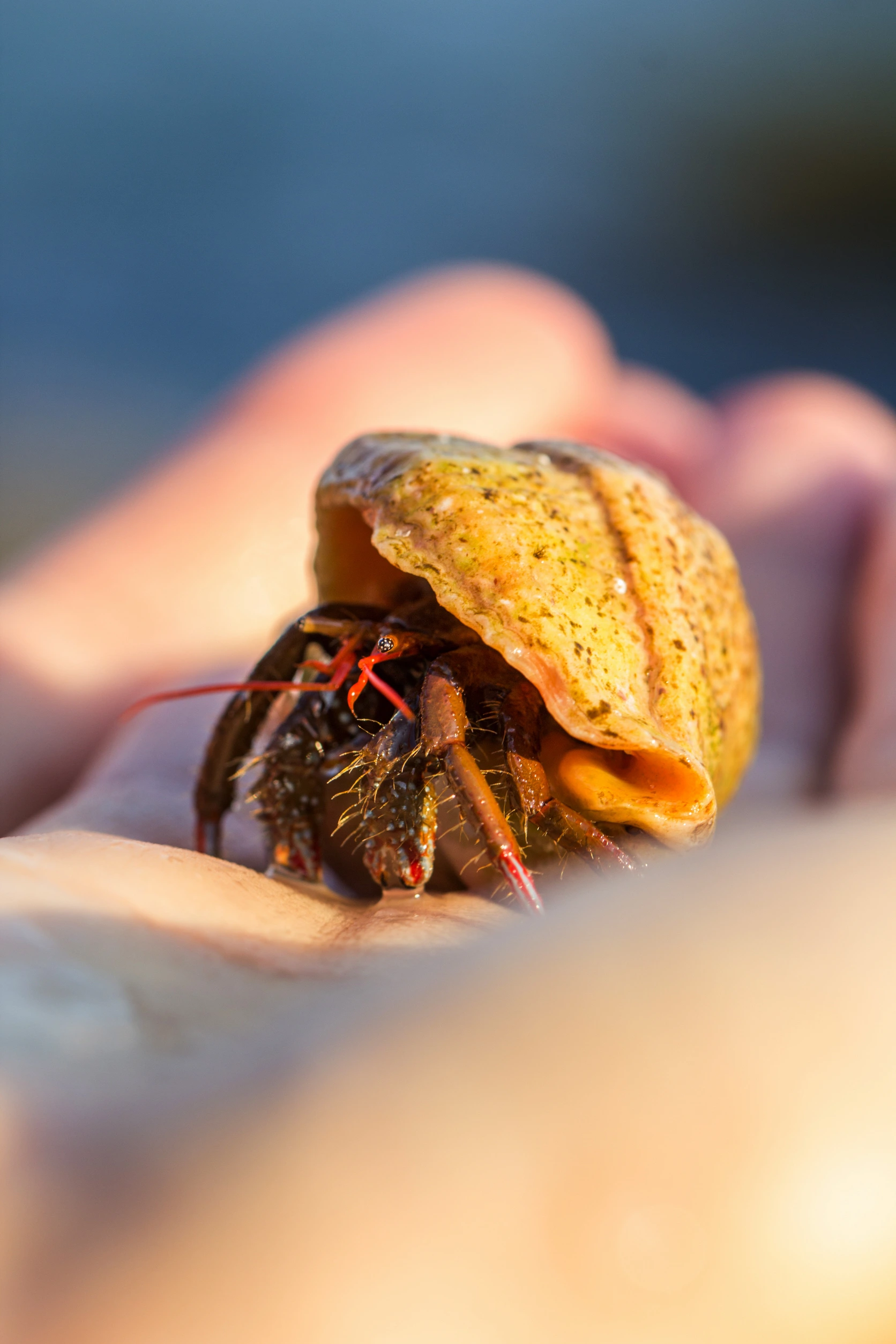 Hermit Crabs