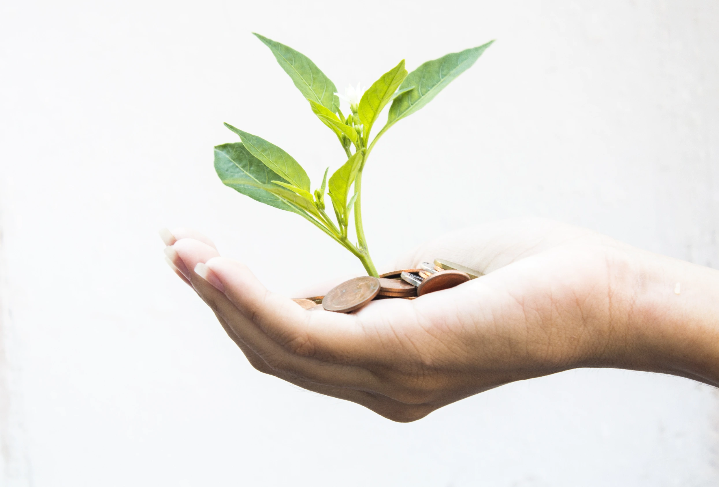 Sustainable and Ethical Investments