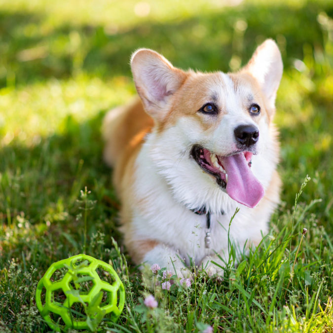 welsh corgi