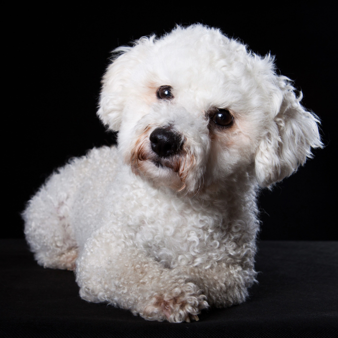 bichon