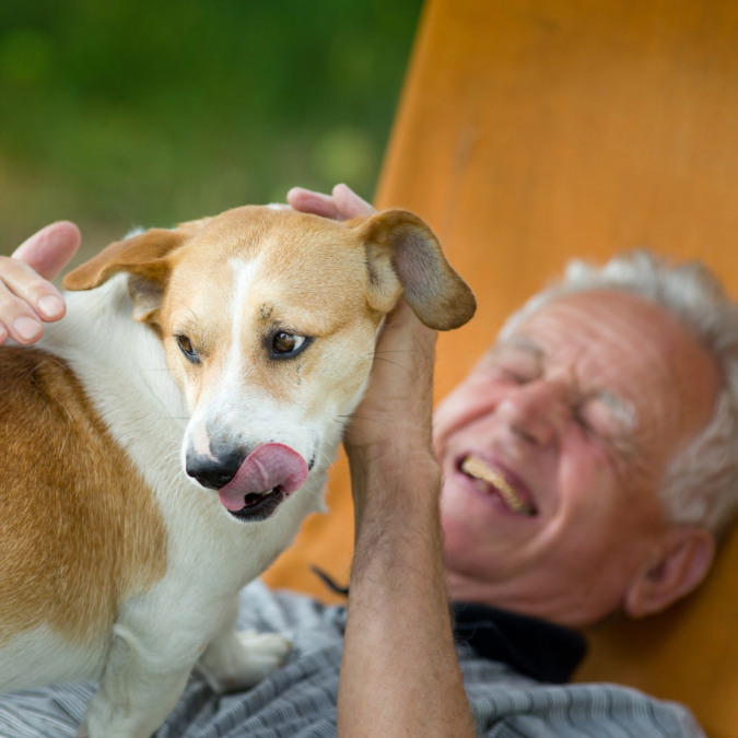 dog breeds for retirees