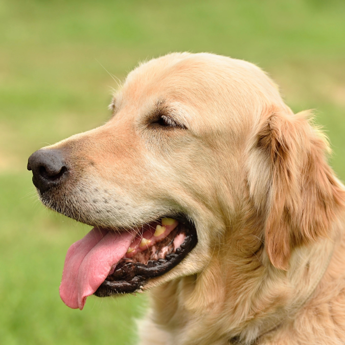 golden retriever