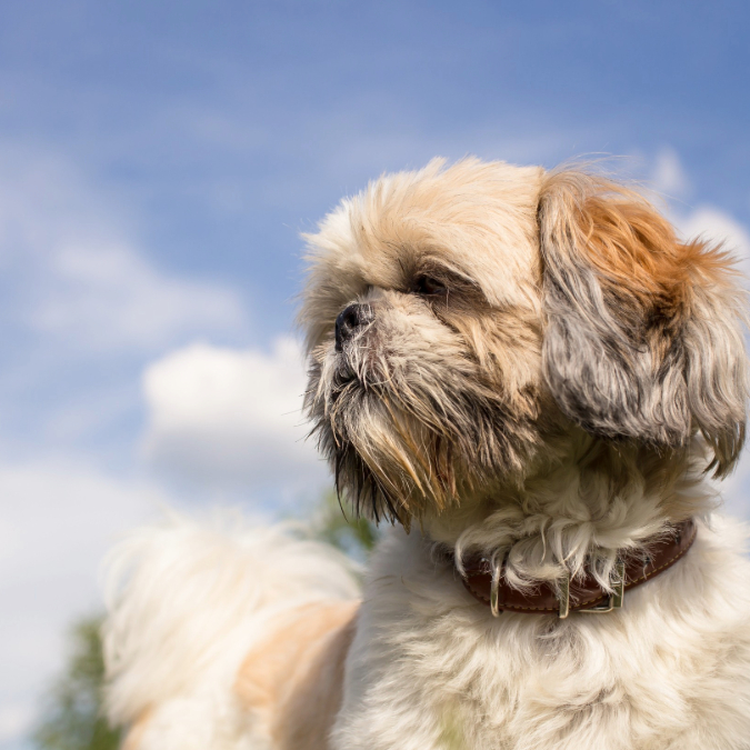 shih tzu