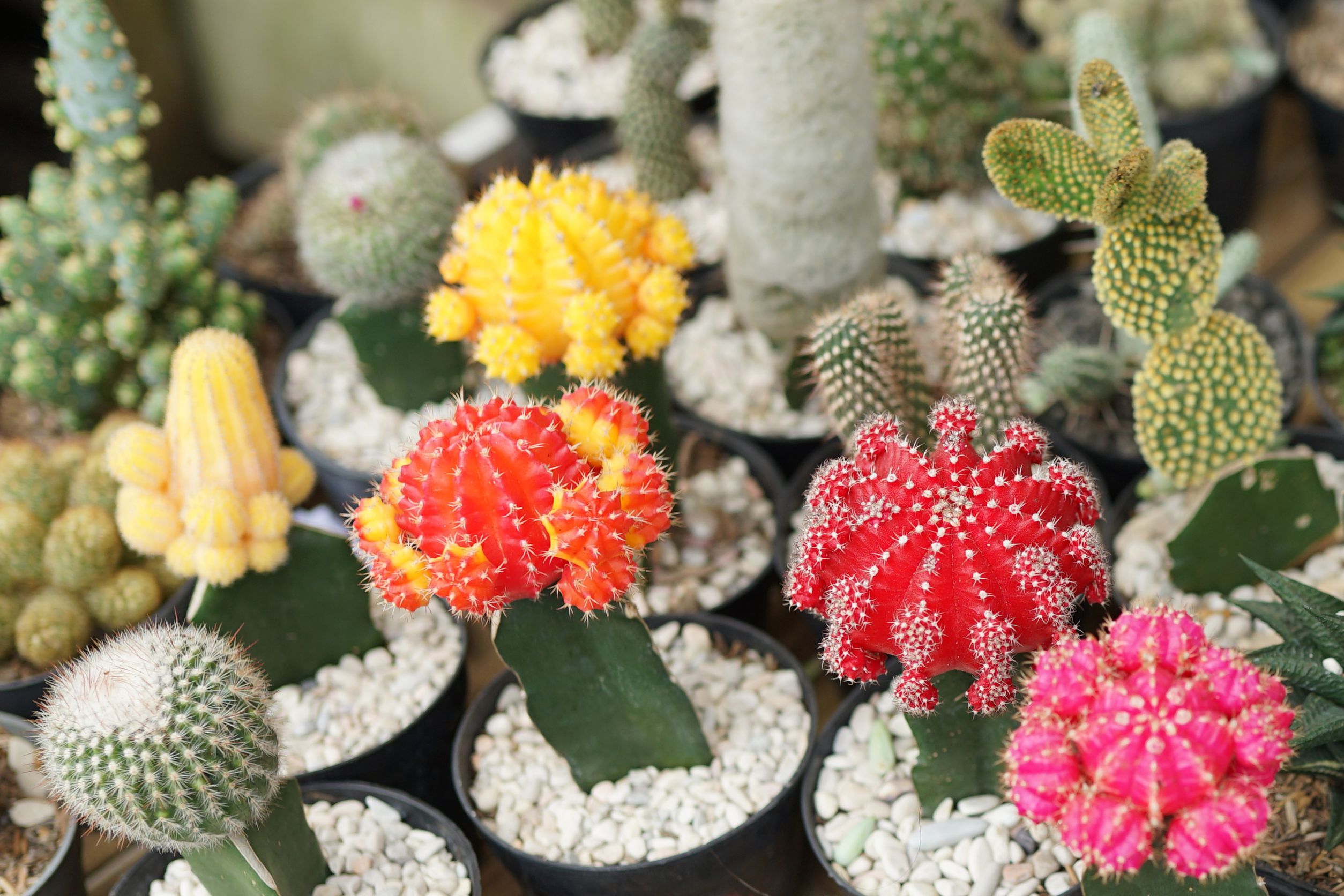 Succulent Displays