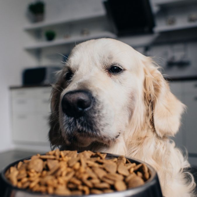 dog and pet food
