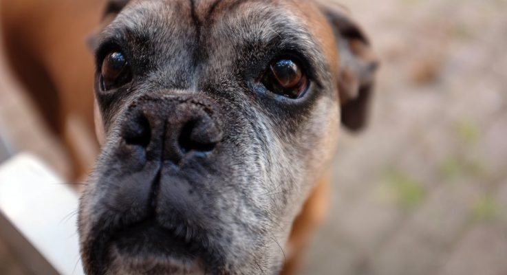 The True Cost of Owning a Pet in Retirement